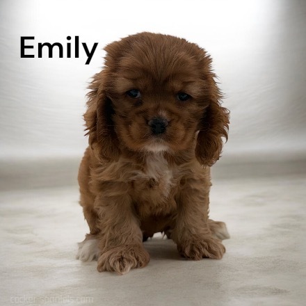 puppy, for, sale, Cocker Spaniel, Joe & Cherri  Overlease, dog, breeder, Miller, MO, dog-breeder, puppy-for-sale, forsale, nearby, find, puppyfind, locator, puppylocator, aca